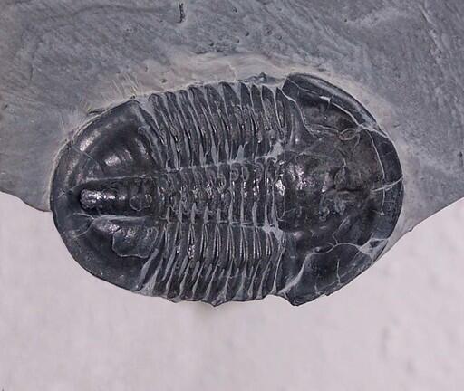 Trilobit: CC BY-SA 3.0, https://commons.wikimedia.org/w/index.php?curid=113742